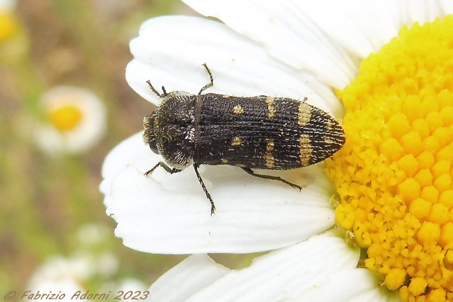 Buprestidae: Acmaeoderella flavofasciata